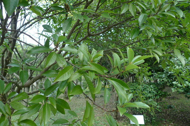육박나무